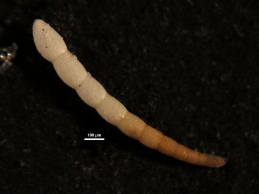 Chrysalogonium eocenicum Cushman & Todd, 1946