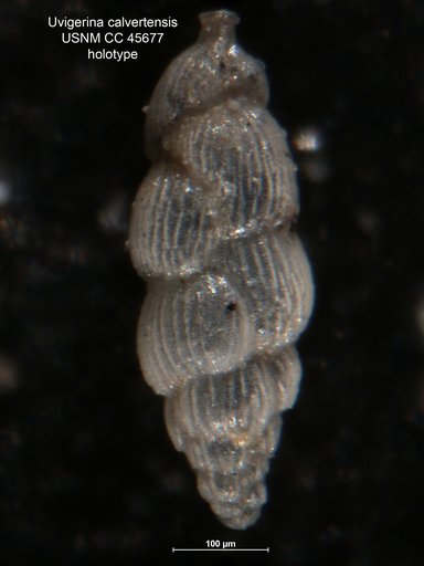 Uvigerina calvertensis Cushman, 1948