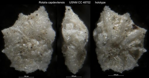 Rotalia capdevilensis Cushman & Bermúdez, 1947