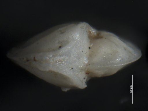 Robulus chiranus Cushman & Stone, 1947