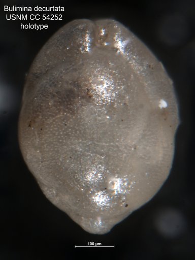Bulimina decurtata Cushman & Stainforth, 1947