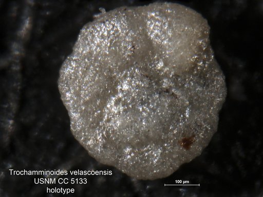 Trochamminoides velascoensis Cushman, 1926
