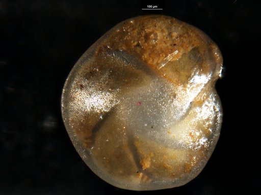 Robulus melvilli Cushman & Renz, 1941