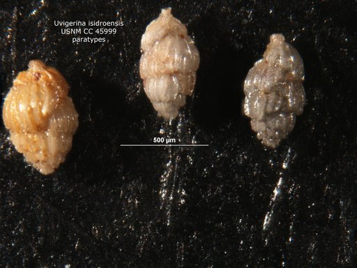 Uvigerina isidroensis Cushman & Renz, 1941