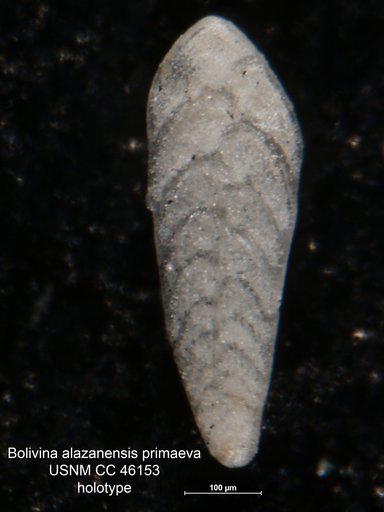 Bolivina alazanensis var. primaeva Cushman, 1946