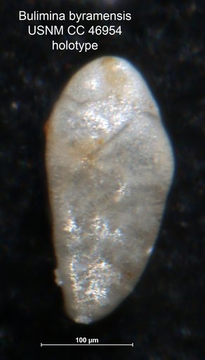 Bulimina byramensis Cushman & Todd, 1946