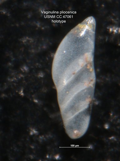 Vaginulina pliocenica Cushman & Gray, 1946