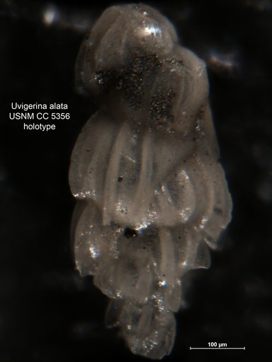 Uvigerina alata Cushman & Applin, 1926
