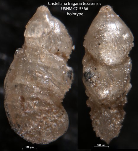 Cristellaria fragaria Cushman & Applin, 1926