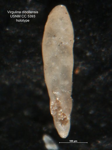 Virgulina dibollensis Cushman & Applin, 1926