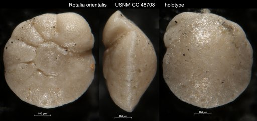 Rotalia orientalis Cushman & Bermudez, 1947