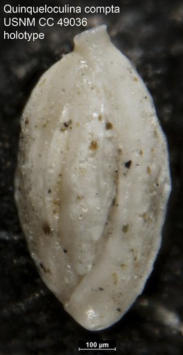 Quinqueloculina compta Cushman, 1947