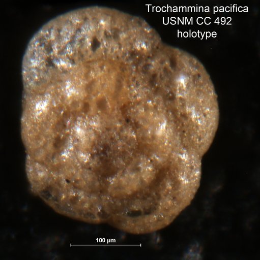 Trochammina pacifica Cushman, 1925