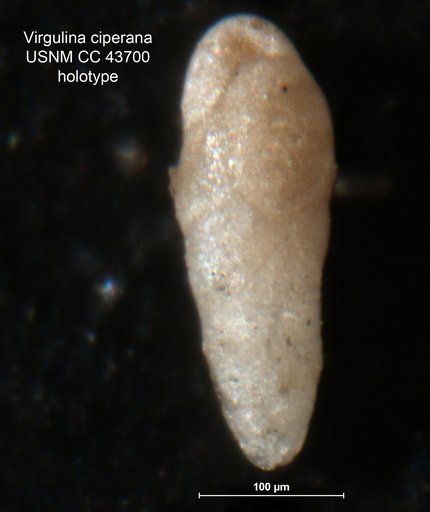 Virgulina ciperana Cushman & Stainforth, 1945