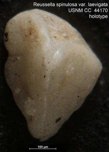 Reussella spinulosa var. laevigata Cushman, 1945