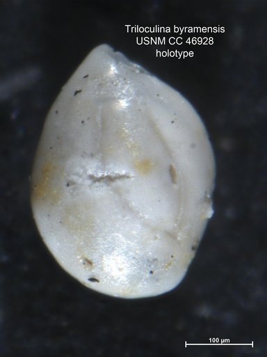 Triloculina byramensis Cushman & Todd, 1946