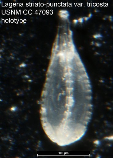 Lagena striato-punctata var. tricosta Cushman & Gray, 1946