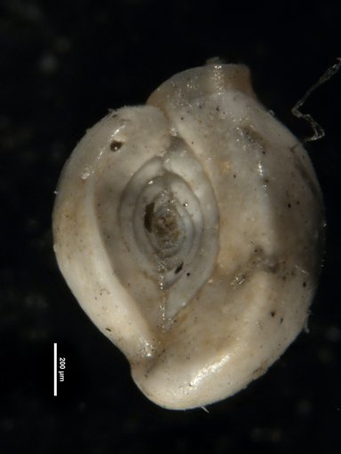 Spiroloculina atlantica Cushman, 1947