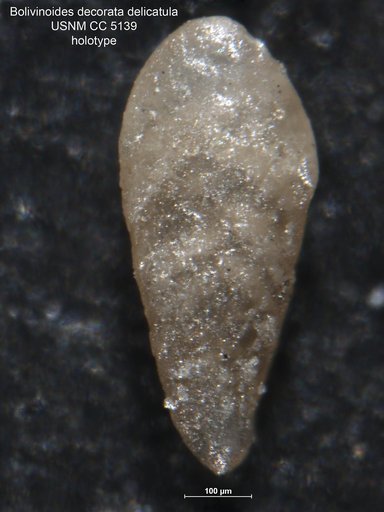 Bolivinoides decorata var. deliculata Cushman, 1927