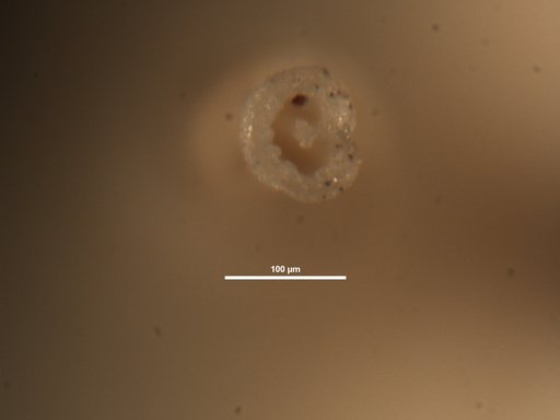 Ellipsonodosaria paleocenica Cushman & Todd, 1946
