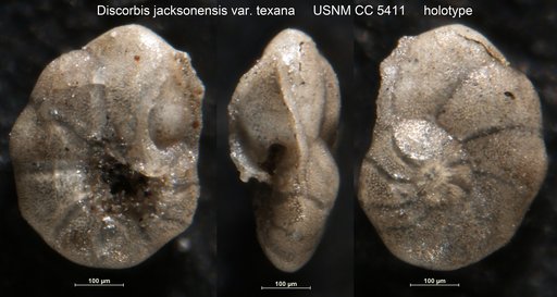 Discorbis jacksonensis var. texana Cushman & Applin, 1926