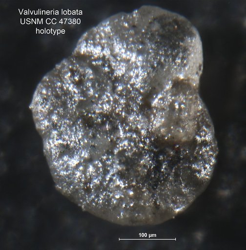 Valvulineria lobata Cushman & Applin, 1947