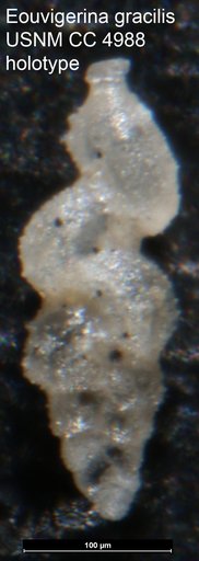Eouvigerina gracilis Cushman, 1926