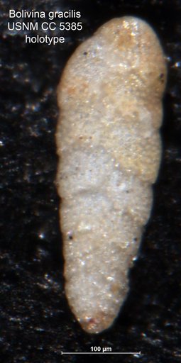 Bolivina gracilis Cushman & Applin, 1926