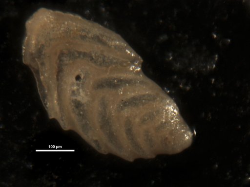 Plectofrondicularia dentifera Cushman & Stainforth, 1947