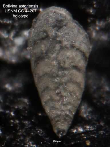 Bolivina astoriensis Cushman et al., 1948