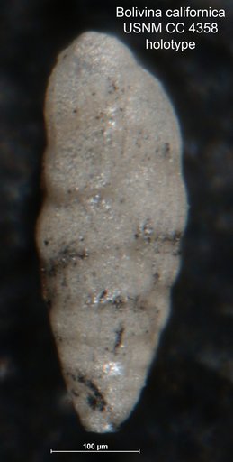 Bolivina californica Cushman, 1925