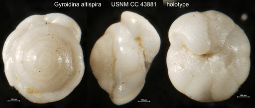 Gyroidina altispira Cushman & Stainforth, 1945