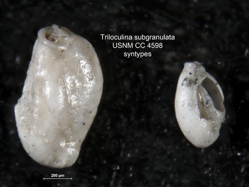 Triloculina subgranulata Cushman, 1918