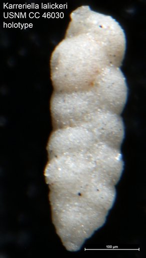 Karreriella lalickeri Cushman, 1946