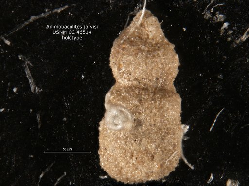 Ammobaculites jarvisi Cushman & Renz, 1946