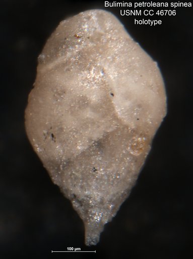 Bulimina petroleana var. spinea Cushman & Renz, 1946