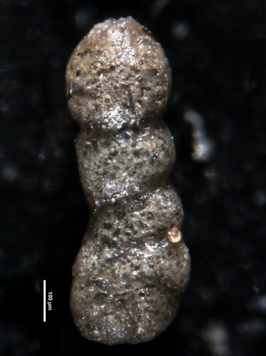 Ammobaculites gratus Cushman & Applin, 1947