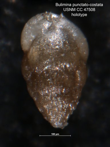 Bulimina punctato-costata Cushman & Stone, 1949