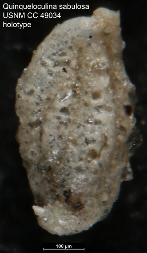 Quinqueloculina sabulosa Cushman, 1947