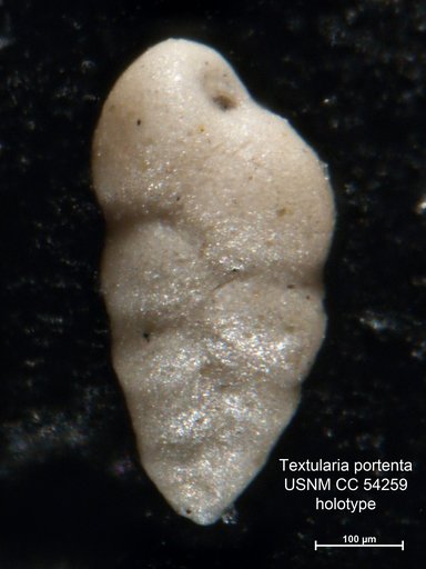 Textularia portenta Cushman, 1947