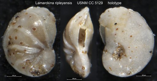 Lamarckina ripleyensis Cushman, 1926