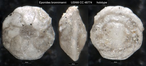 Eponides bronnimanni Cushman & Renz, 1946