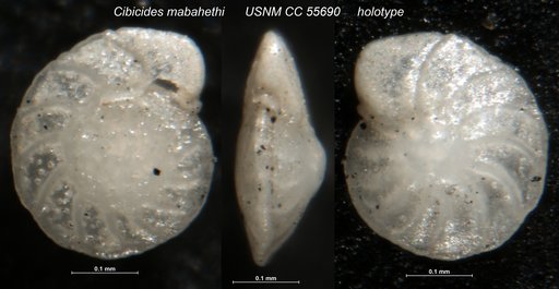 Cibicides mabahethi Said, 1949