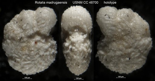 Rotalia madrugaensis Cushman & Bermudez, 1947