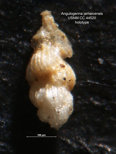 Angulogerina jamaicensis Cushman & Todd, 1945