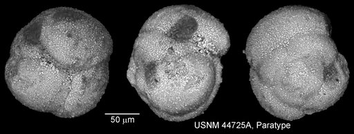 Globigerina graysonensis Tappan Loeblich, 1940