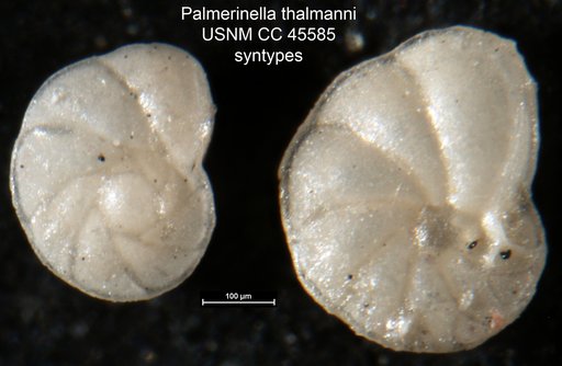 Palmerinella thalmanni Stainforth & Stevenson, 1946
