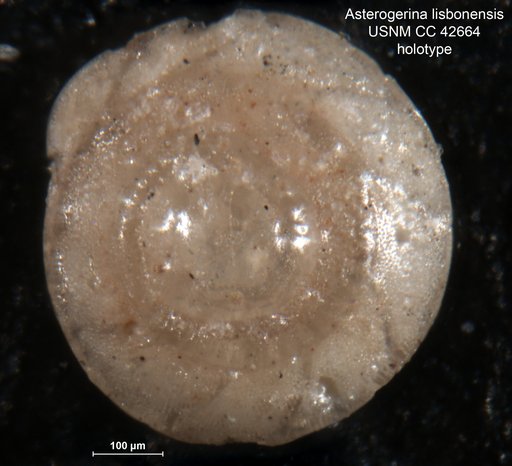 Asterigerina lisbonensis Cushman & Todd, 1945