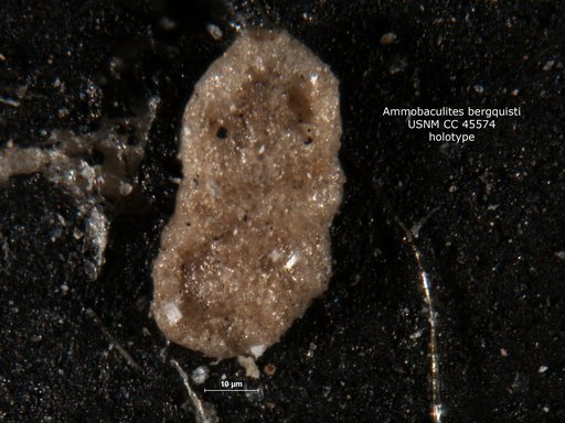 Ammobaculites bergquisti Cushman & Applin, 1946