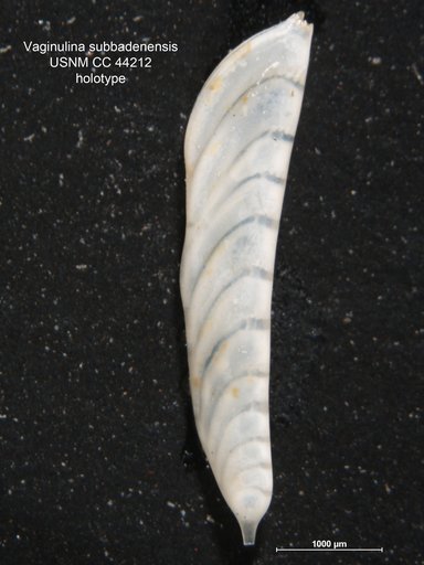 Vaginulina subbadenensis Cushman & Gray, 1946